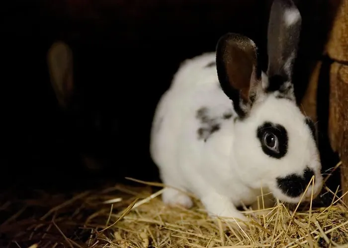 Alojamento de Turismo Rural Romanowka